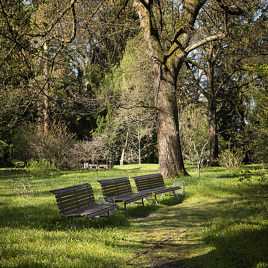 Bänke im Späth-Arboretum der HU Eine parkähnliche Anlage, fast schon Wald mit mehreren Parkbänken nebeneinander, auf denen niemand sitzt.