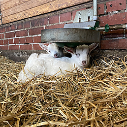 Fawns in the barn Two white baby goats are lying in the straw beneath a drinking trough against a brick wall.